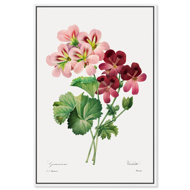 Art Remedy, impressions sur toile, géranium, 1827, H 25 po x l 17 po, Cadre flottant blanc