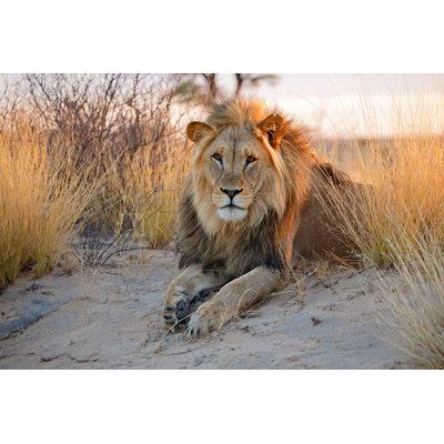 Grand mâle africain lion - photographie sur toile tendue