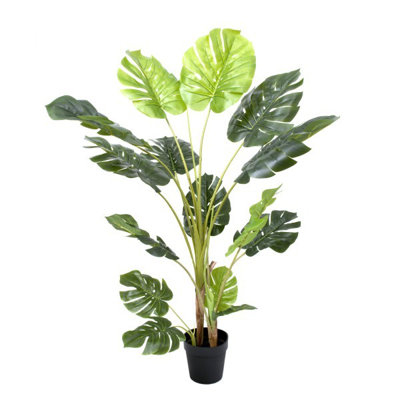 62cm Plant