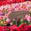 TLC Personalized Garden Sign-806799502-808080819
