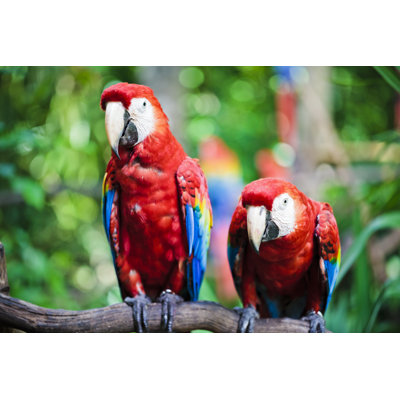 Scarlet Macaws - Parrots by Mmeemil