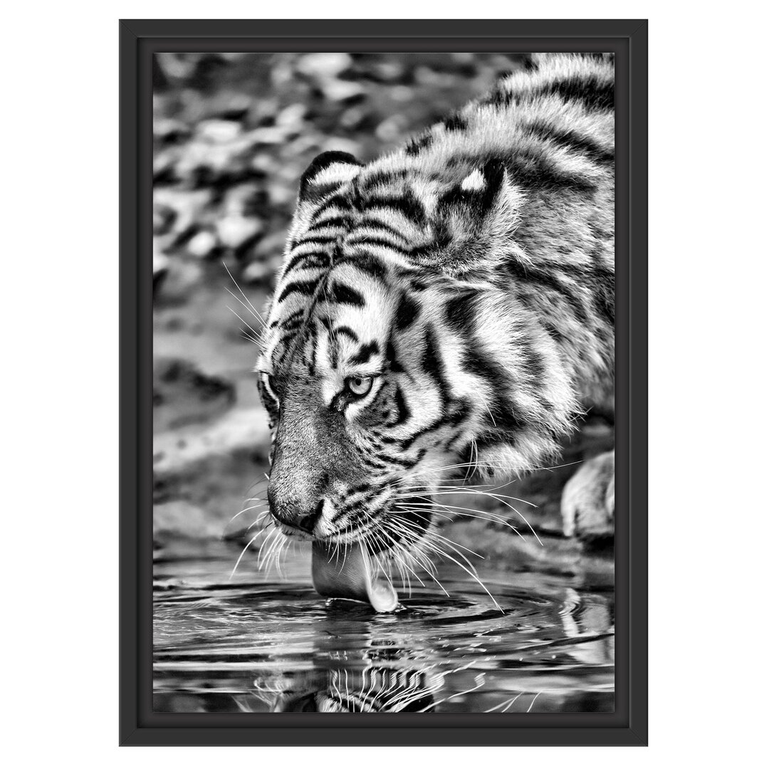 Gerahmtes Wandbild Tiger am Wasser