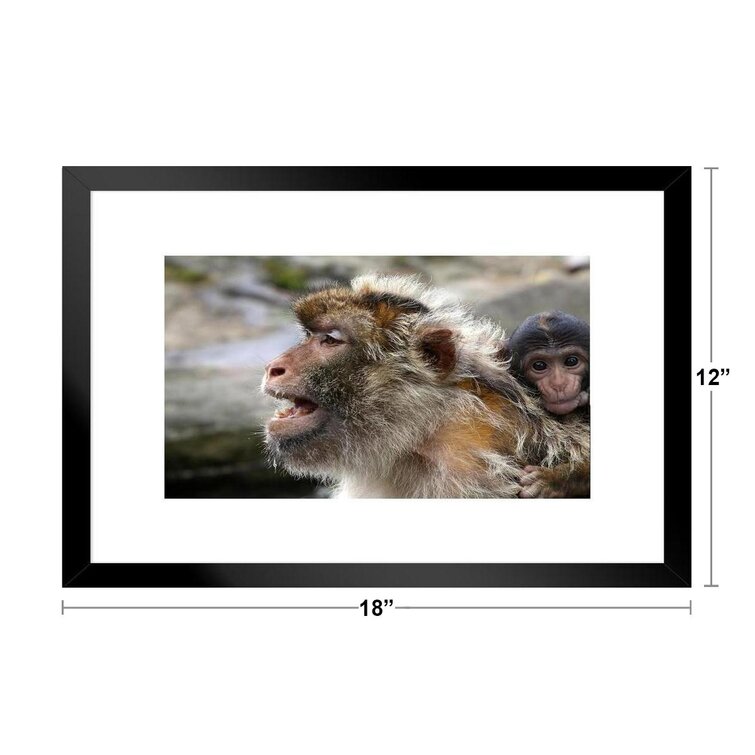 Latitude Run® Barbary Macaque Mother And Baby Primate Poster Monkey Decor  Monkey Paintings For Wall Monkey Pictures For Bathroom Monkey Decor  Tropical Nature Wildlife Matted Framed Art Wall Decor 26X20