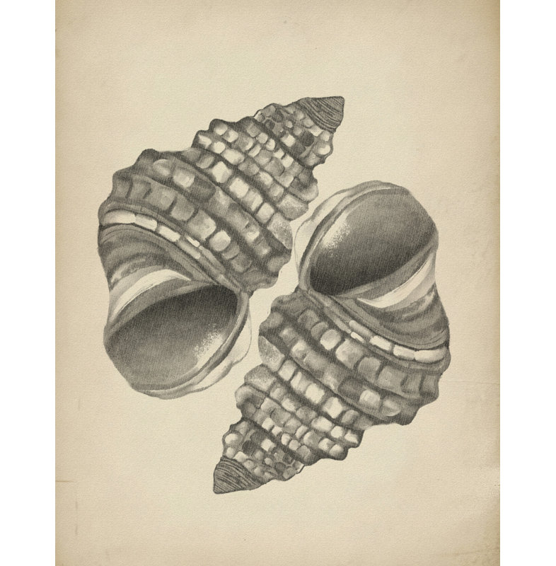 «Détaillée en spirale coquillages» par Josie George - Nature morte, toile encadrée 32 x 48 (noyer), 32 × 48, Toile avec cadre