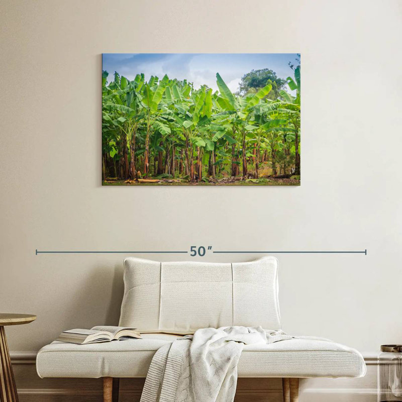 Plantation de bananes Harnek
