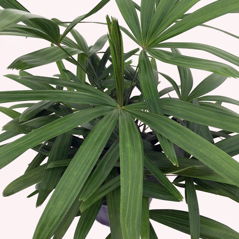 Rhapis Lady Palm in Blue Pot for Indoor and Outdoor Decor