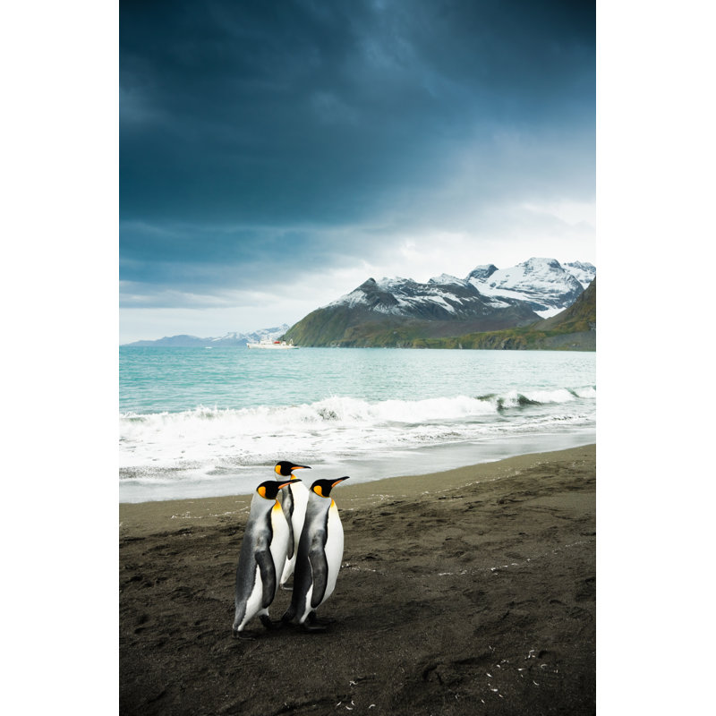 King Penguin Family by Mlenny - Wrapped Canvas Print, 76cm H x 51cm W x 3.8cm D