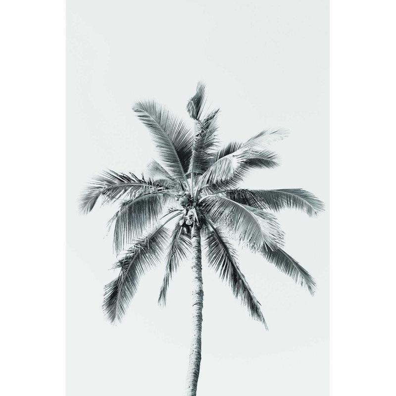 Palmier noir et blanc, H 18 po x l 12 po