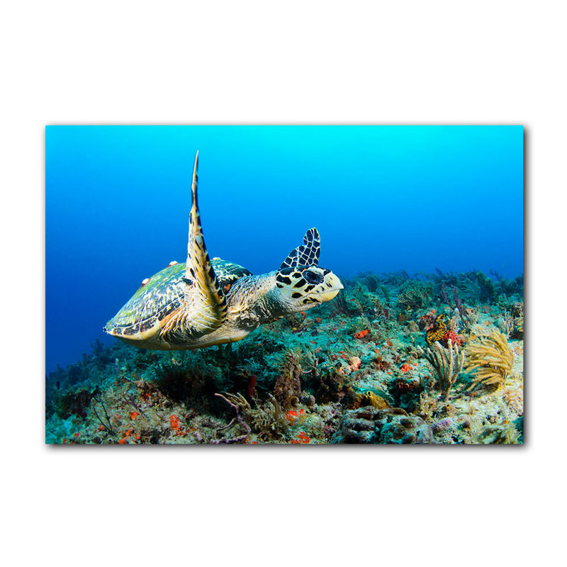 « hawksbill », reproduction de photo sur toile