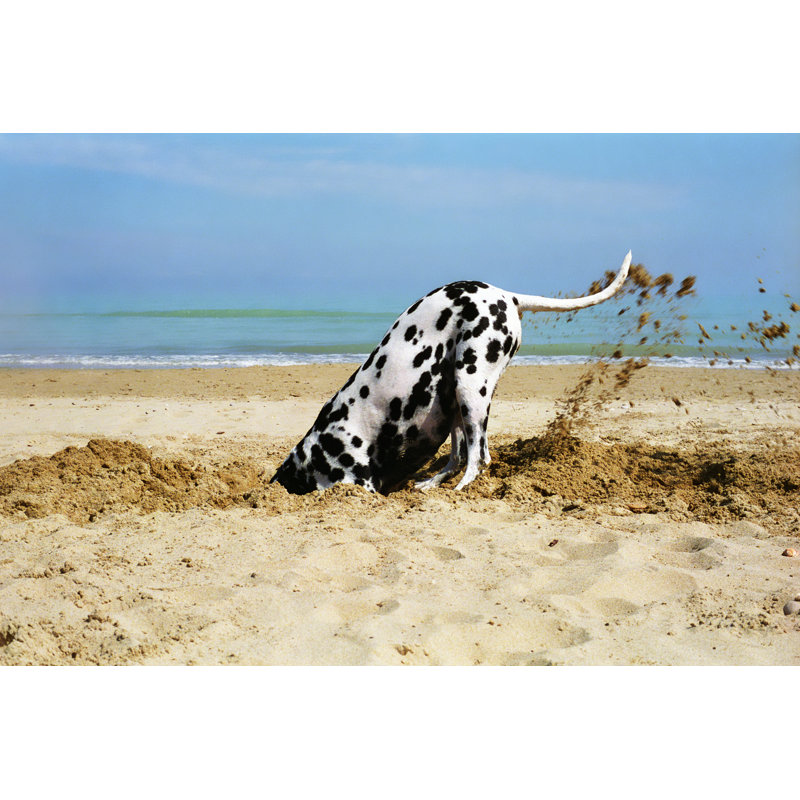 Dalmatien sur la plage par Boschettopographie, H 20 po x l 30 po