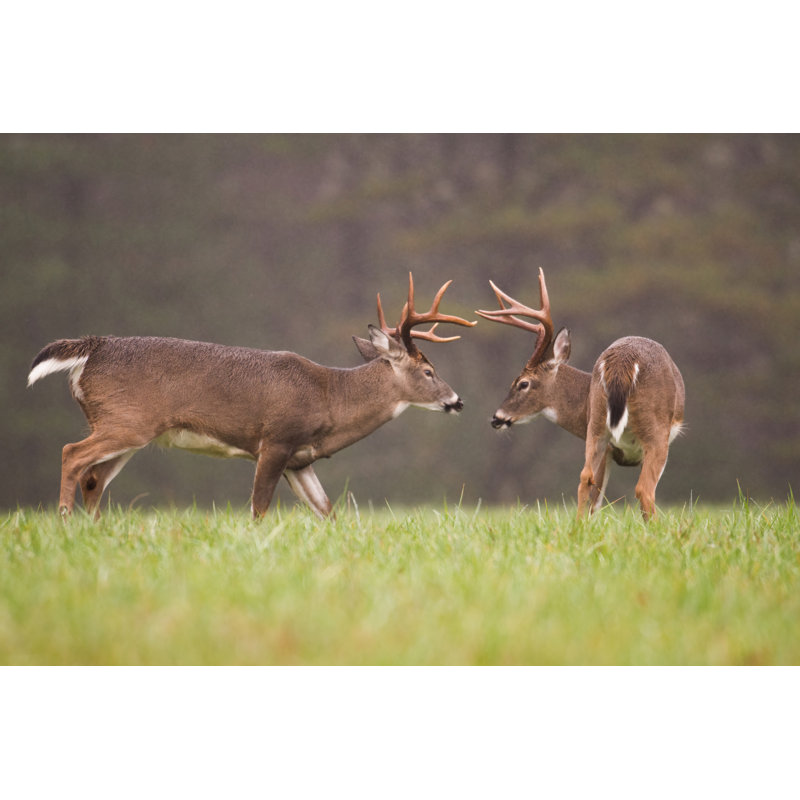Two White-Tailed Deer Bucks Grooming - Wrapped Canvas Photograph, 30cm H x 46cm W