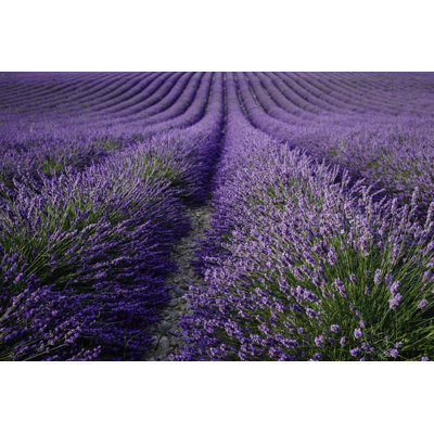 Lavender Field At Sunset by Adam Smigielski - Wrapped Canvas Print