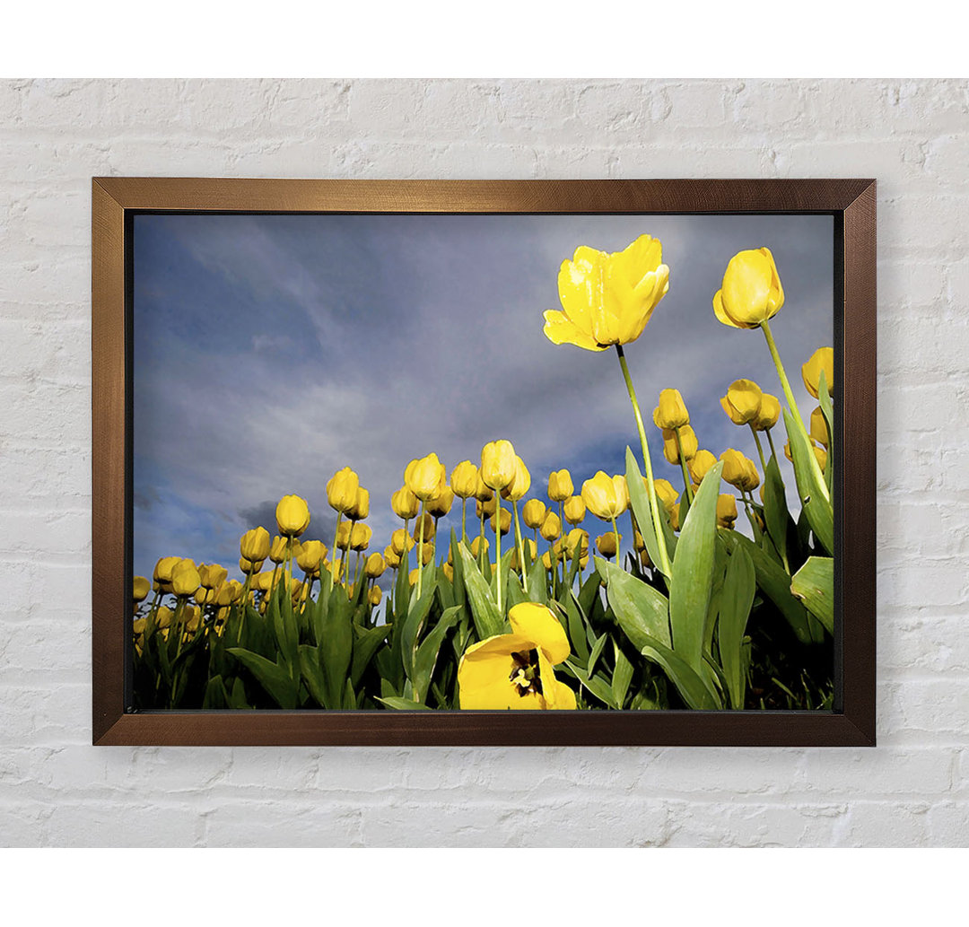 Gerahmtes Leinwandbild Yellow Tulip Field Storm