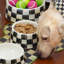 Courtly Check Pet Dish