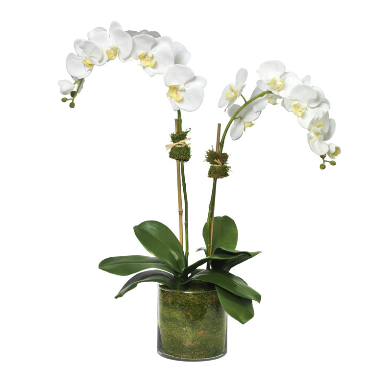 White Phalaenopsis Orchid in Glass Vase Floral Arrangement