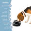 Bol pour chien-86406247