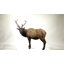 NORTH AMERICAN ELK STATUE