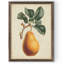 Poire antique botanique i-reproduction d’art encadrée-891656975-891657013