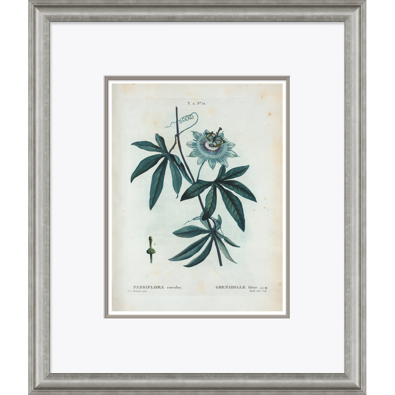 Passion Flower Giclee Print by Paul Cezanne