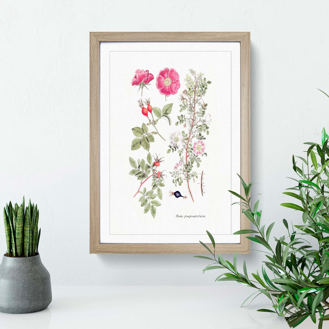 Pink Burnet Rose Flower Illustration - Framed Print