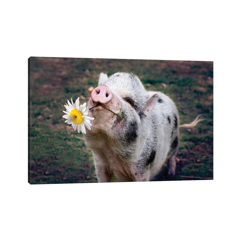 Miss Daisy by Karen Burke - Wrapped Canvas Print, 66.04cm H x 101.6cm W x 1.91cm D