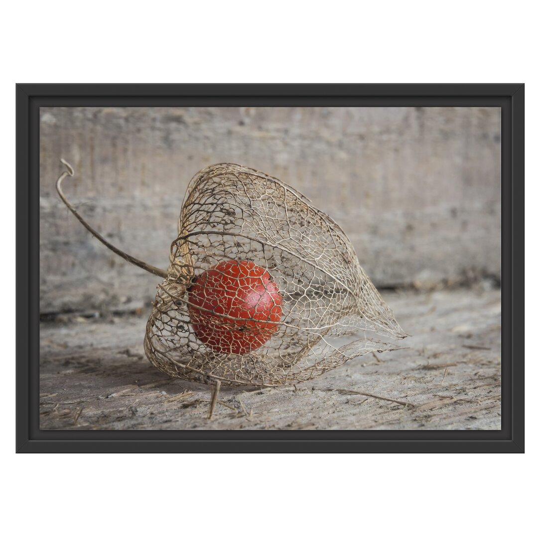 Gerahmtes Wandbild Physalis