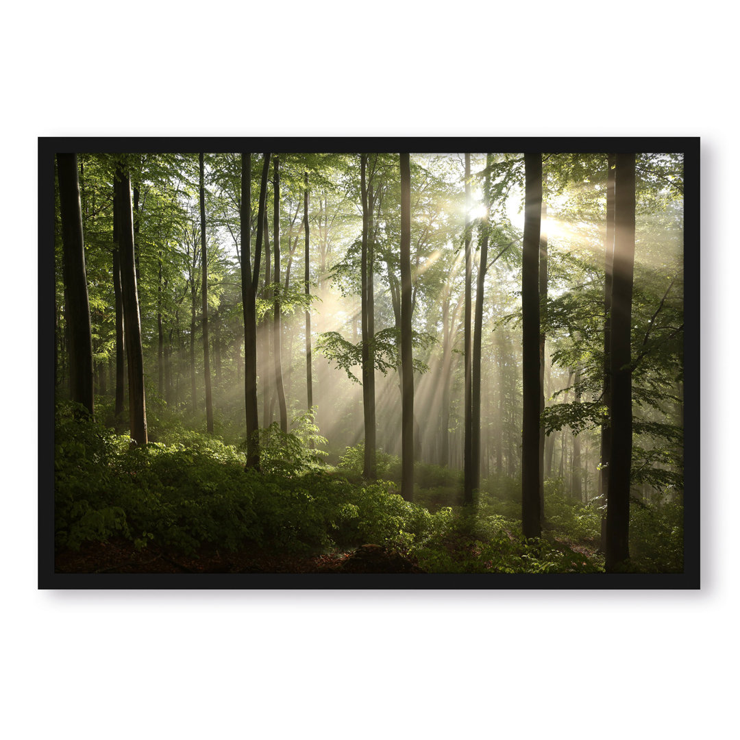 Gerahmtes Foto "Sonnenstrahlen im Wald"