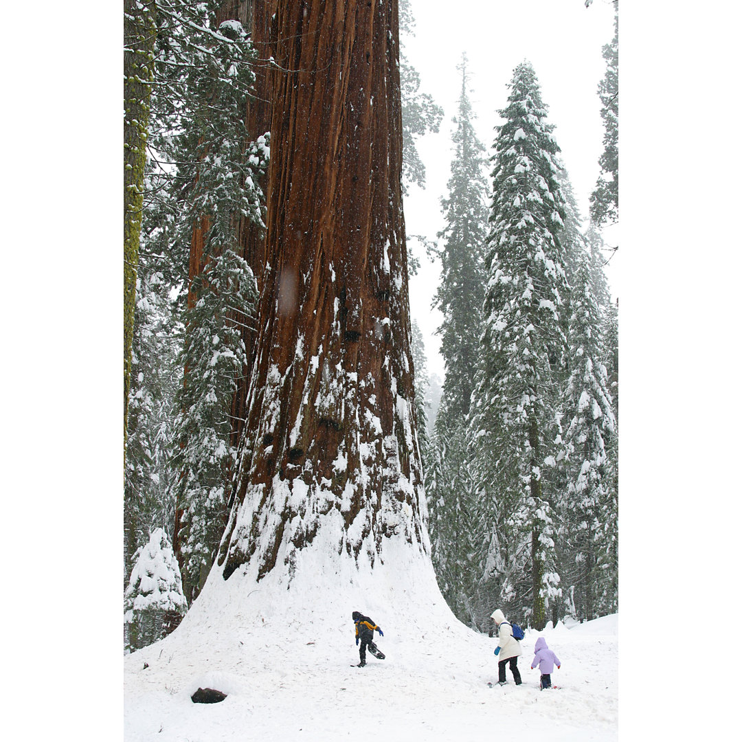 Winter Im Sequoia National Park von Yenwen - Drucken