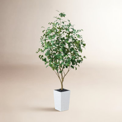 George 72" Ficus Tree in Decorative Vase
