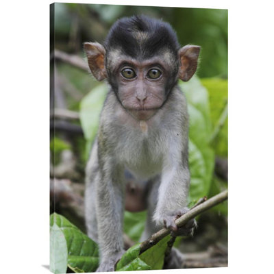 " Long-Tailed Macaque Baby "