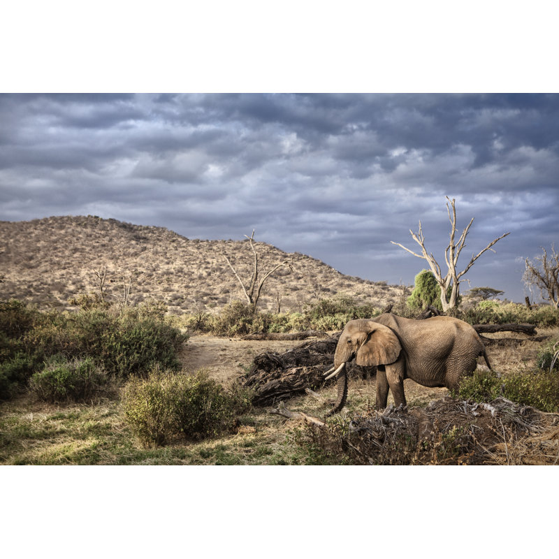 Elephant by 2630ben - Wrapped Canvas Print, 30cm H x 46cm W