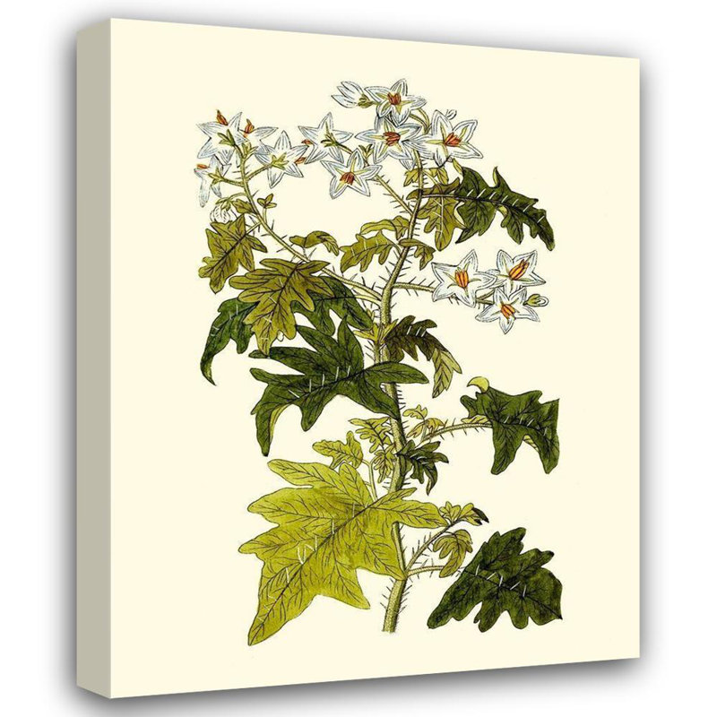 Art sur toile tendue avec galerie Astoria Grand Inconnu, Olive Greenery VI, H 35 po x l 28 po