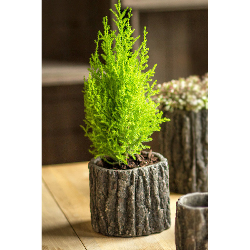 Calabro Pot Planter, 4.75" H x 5.5" W x 5.5" D