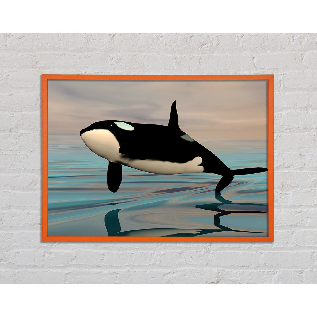 Barrisdale Killer Whale Jump - Einzelner Bilderrahmen Kunstdrucke