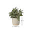 21cm Plant