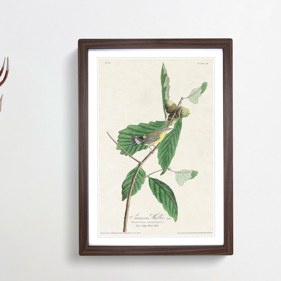 Warbler Bird by John Audubon - Picture Frame Painting Print