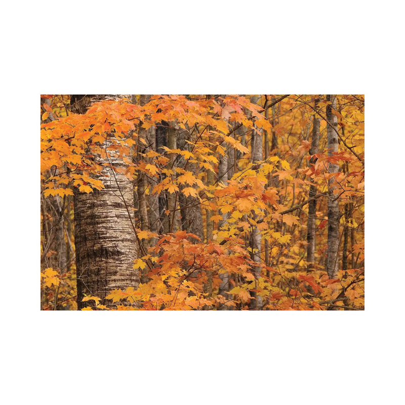 Birches and Maples 1 Piece Wrapped Canvas Wall Art