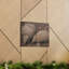 «Armadillo Couple», impression d'art mural-574441949