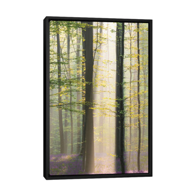 Misty Sunrise In Hallerbos by Denisa Vlaicu - Print on Canvas
