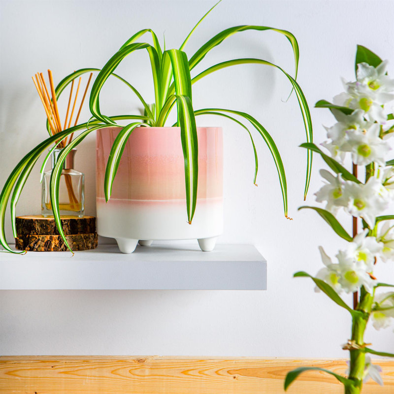 Ceramic Pot Planter, 17.5cm H x 18cm W x 18cm D, Pink
