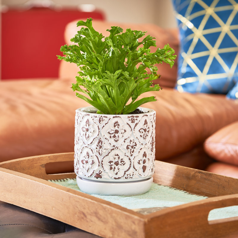 Jardinière rustique française 5,9 pouces