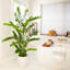 Zamioculcas artificiel-756904526