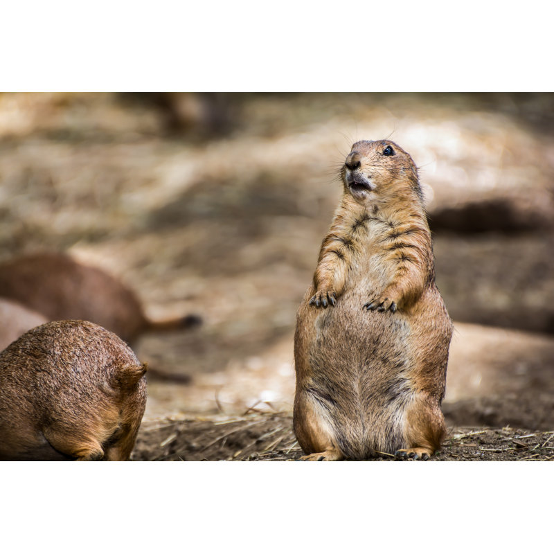 A Confused Looking Prairie Dog by Jasonondreicka - Wrapped Canvas Print, 30.48cm H x 45.72cm W