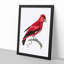 Crimson Roller Bird by George Shaw - Framed Print-55621388-55621389