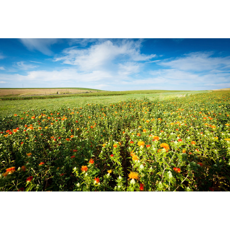Champ de carthame par Xenotar, H 32 po x l 48 po