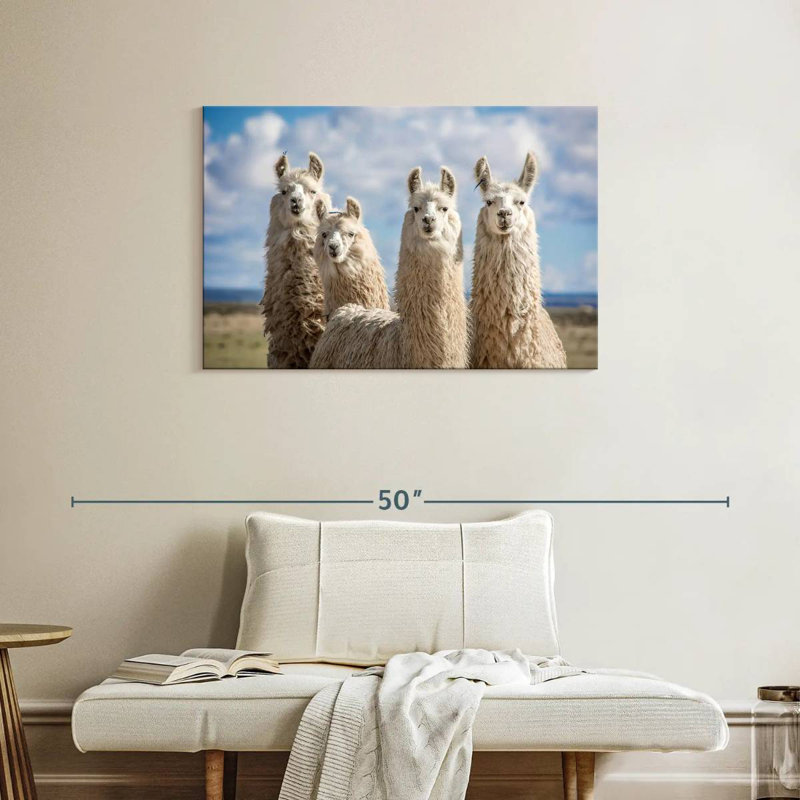 Fluffy White Llamas, 24" H x 36" W