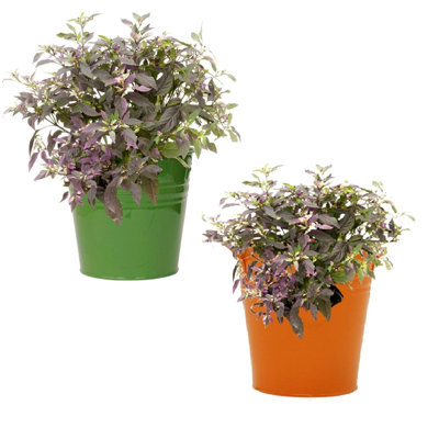 Enameled Galvanized Steel Planter For 6.5" Plants. Set Of Two