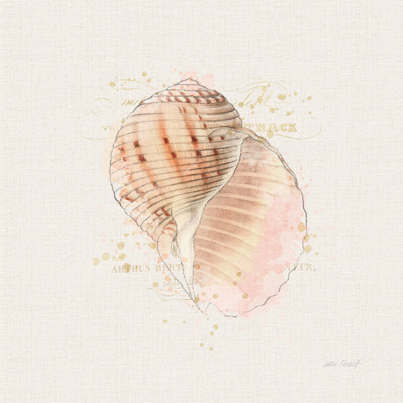 Shell Collector V - Wrapped Canvas Print, 51cm H x 51cm W