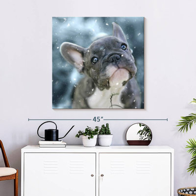 Chiot bouledogue français Brampt