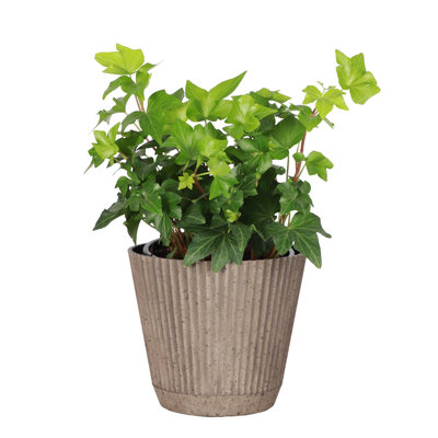 Thorsen's Greenhouse Live Green Ivy Plant in Ruffle Pot, 4-inch Diameter